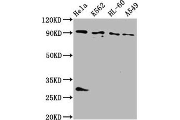 BICD2 Antikörper  (AA 511-625)