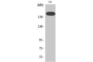 Western Blotting (WB) image for anti-Insulin Receptor Substrate 1 (IRS1) (Ser62) antibody (ABIN3185237) (IRS1 antibody  (Ser62))