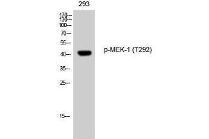 Western Blotting (WB) image for anti-Mitogen-Activated Protein Kinase Kinase 1 (MAP2K1) (pThr292) antibody (ABIN3182065) (MEK1 antibody  (pThr292))