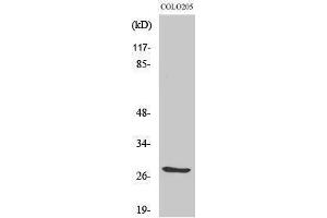 Western Blotting (WB) image for anti-Tumor Necrosis Factor (Ligand) Superfamily, Member 12 (TNFSF12) (Internal Region) antibody (ABIN3180376) (TWEAK antibody  (Internal Region))