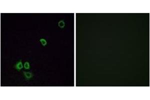 Immunofluorescence (IF) image for anti-Olfactory Receptor, Family 2, Subfamily G, Member 3 (OR2G3) (AA 61-110) antibody (ABIN2890982) (OR2G3 antibody  (AA 61-110))
