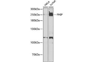 Western blot analysis of extracts of various cell lines, using PHIP antibody (ABIN6129078, ABIN6145556, ABIN6145557 and ABIN6223036) at 1:1000 dilution.