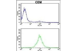 KPNB1 Antibody (N-term) (ABIN390792 and ABIN2841041) flow cytometric analysis of CEM cells (bottom histogram) compared to a negative control cell (top histogram). (KPNB1 antibody  (N-Term))