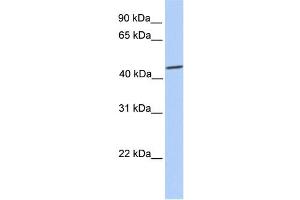 WB Suggested Anti-SOX9 Antibody Titration:  0. (SOX9 antibody  (C-Term))