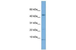 MIF antibody used at 0. (MIF antibody  (Middle Region))