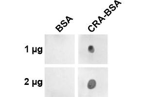 Dot blot analysis using Mouse Anti-Crotonaldehyde Monoclonal Antibody, Clone 2A8. (Crotonaldehyde (CRA) antibody (APC))