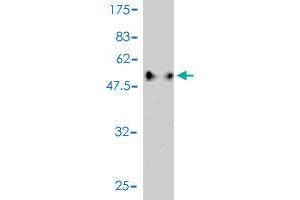 Western Blot detection against Immunogen (55. (C1QTNF2 antibody  (AA 16-285))