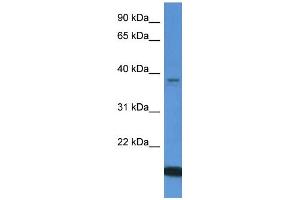 Western Blotting (WB) image for anti-WD Repeat Domain 54 (WDR54) (C-Term) antibody (ABIN786194) (WDR54 antibody  (C-Term))