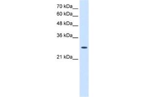 Western Blotting (WB) image for anti-Adenylate Kinase 2 (AK2) antibody (ABIN2462927) (Adenylate Kinase 2 antibody)