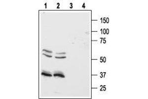 Western blot analysis of human Colo-205 (lanes 1 and 3) and HT-29 (lanes 2 and 4) colon cancer cell lines: - 1,2. (HCRTR1 antibody  (AA 256-269))