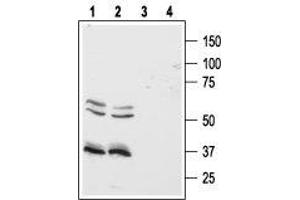 Western blot analysis of human Colo-205 (lanes 1 and 3) and HT-29 (lanes 2 and 4) colon cancer cell lines: - 1,2. (HCRTR1 antibody  (3rd Intracellular Loop))
