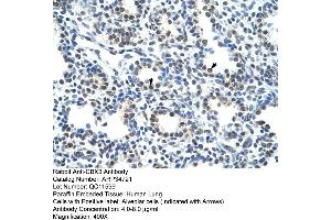 Human Lung (CBX3 antibody  (Middle Region))