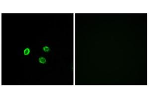 Immunofluorescence analysis of MCF-7 cells, using OR5M9 antibody.