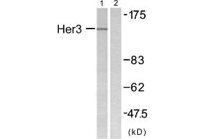 Western blot analysis of extracts from COLO205 cells, using HER3 antibody. (ERBB3 antibody  (N-Term))