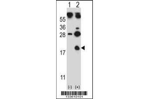 Western blot analysis of HBG1 using rabbit polyclonal HBG1 Antibody using 293 cell lysates (2 ug/lane) either nontransfected (Lane 1) or transiently transfected (Lane 2) with the HBG1 gene. (HBG1 antibody  (AA 56-85))