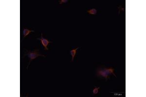 Immunofluorescence analysis of U-251 MG cells using GFAP antibody (ABIN5970067). (GFAP antibody)