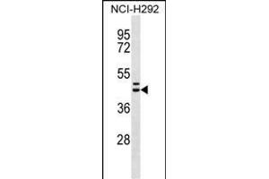MLNR Antibody (C-term) (ABIN656598 and ABIN2845859) western blot analysis in NCI- cell line lysates (35 μg/lane). (Motilin Receptor antibody  (C-Term))