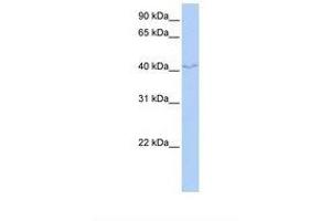 Image no. 1 for anti-Family with Sequence Similarity 50, Member B (FAM50B) (AA 108-157) antibody (ABIN6739011) (FAM50B antibody  (AA 108-157))