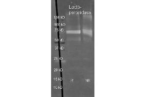 Sheep anti Lactoperoxidase antibody  was used to detect Lactoperoxidase under reducing (R) and non-reducing (NR) conditions. (LPO antibody)