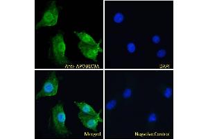 ABIN238645 Immunofluorescence analysis of paraformaldehyde fixed A549 cells, permeabilized with 0. (APOBEC3A antibody  (Internal Region))