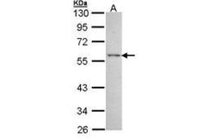 Image no. 1 for anti-Estrogen-Related Receptor gamma (ESRRG) (AA 53-304) antibody (ABIN467453) (ESRRG antibody  (AA 53-304))