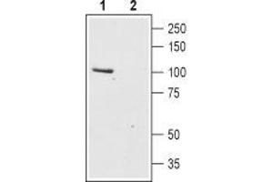 Western blot analysis of rat brain lysates: - 1. (TRPC6 antibody  (2nd Extracellular Loop))