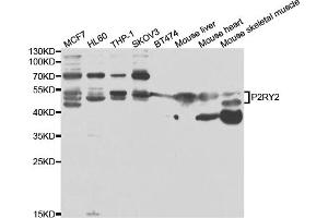 Western blot analysis of extracts of various cell lines, using P2RY2 antibody (ABIN6293436) at 1:1000 dilution. (P2RY2 antibody)
