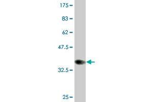 Western Blot detection against Immunogen (35. (CLPS antibody  (AA 23-112))