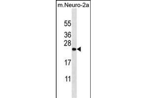 ZCRB1 Antibody (C-term) (ABIN656856 and ABIN2846061) western blot analysis in mouse Neuro-2a cell line lysates (35 μg/lane). (ZCRB1 antibody  (C-Term))