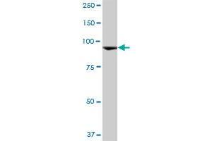 CTAGE6 MaxPab polyclonal antibody. (CTAGE6 antibody  (AA 1-732))