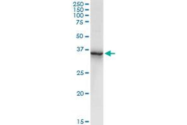 Annexin A2 antibody  (AA 1-357)