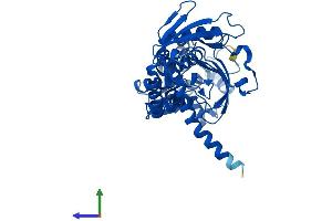 AlphaFold protein structure predicition of Mouse Recombinant Ass1 Protein, UniprotID P16460 (ASS1 Protein (AA 1-412) (His tag))