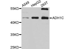 Western blot analysis of extracts of various cell lines, using ADH1C antibody (ABIN5997202) at 1/1000 dilution. (ADH1C antibody)