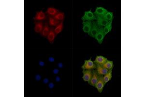 ABIN7093766, ABIN7097800 and ABIN7097801 staining Hela cells by IF/ICC.