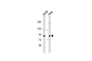 All lanes : Anti-XRCC5Antibody (Center) at 1:1000 dilution Lane 1: A549 whole cell lysate Lane 2: Hela whole cell lysate Lysates/proteins at 20 μg per lane. (XRCC5 antibody  (AA 424-450))