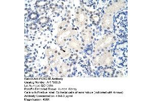 Human kidney (FOXG1 antibody  (N-Term))