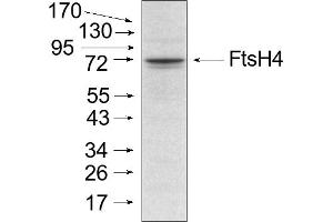 Experimental conditions: Mitochondria were isolated as described by Urantowka et al. (FtsH4 antibody)