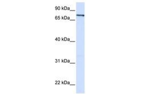 ZNF180 antibody  (AA 288-337)