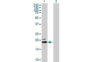 Western Blot analysis of IFNW1 expression in transfected 293T cell line by IFNW1 MaxPab polyclonal antibody. (IFNW1 antibody  (AA 1-195))