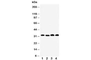 Western blot testing of Prohibitin 2 antibody and Lane 1: human PANC