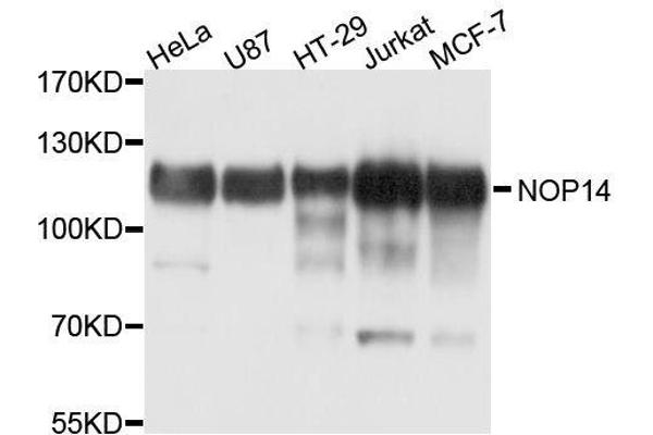 Nop14 antibody  (AA 1-240)