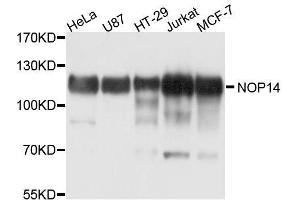 Western blot analysis of extracts of various cell lines, using NOP14 antibody.