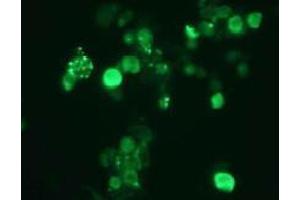 Immunofluorescence (IF) image for anti-Small Ubiquitin Related Modifier 2 (SUMO2) antibody (ABIN1449280) (SUMO2 antibody)