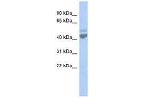 Image no. 1 for anti-Zinc Activated Ligand-Gated Ion Channel (ZACN) (AA 35-84) antibody (ABIN6742585) (ZACN antibody  (AA 35-84))