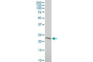 RNF182 antibody  (AA 1-99)