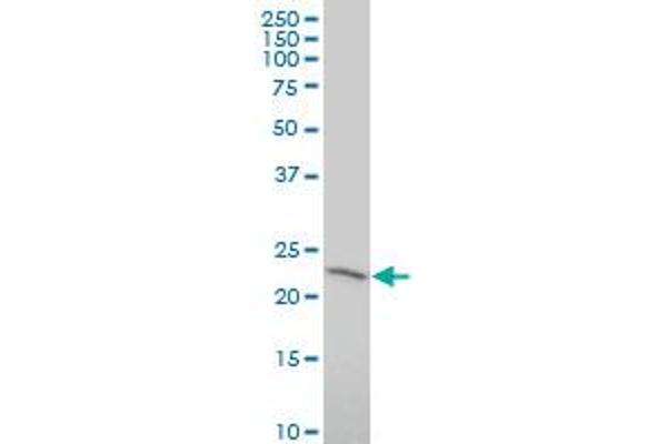 RNF182 antibody  (AA 1-99)