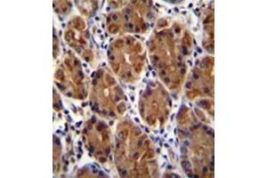 Formalin fixed and paraffin embedded human stomach tissue stained with Mucin-3B Antibody (C-term) followed by peroxidase conjugation of the secondary antibody and DAB staining. (MUC3B antibody  (C-Term))