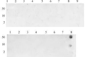 Dot blot specificity analysis of Histone H3K26me3 pAb: Dot blot analysis was used to confirm the specificity of Histone H3K36me3 antibody for trimethyl-lysine 36 of histone H3. (Histone 3 antibody  (3meLys36))