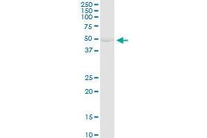 GK MaxPab rabbit polyclonal antibody. (Glycerol Kinase antibody  (AA 1-524))