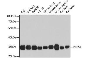 Western blot analysis of extracts of various cell lines, using PRPS1 antibody. (PRPS1 antibody)